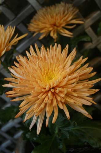 花ギフト｜フラワーギフト｜誕生日　花｜カノシェ話題｜スタンド花｜ウエディングブーケ｜花束｜花屋｜ブロンズ