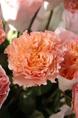 花ギフト|フラワーギフト|誕生日 花|カノシェ話題|スタンド花|ウエディングブーケ|花束|花屋|カンパネラ