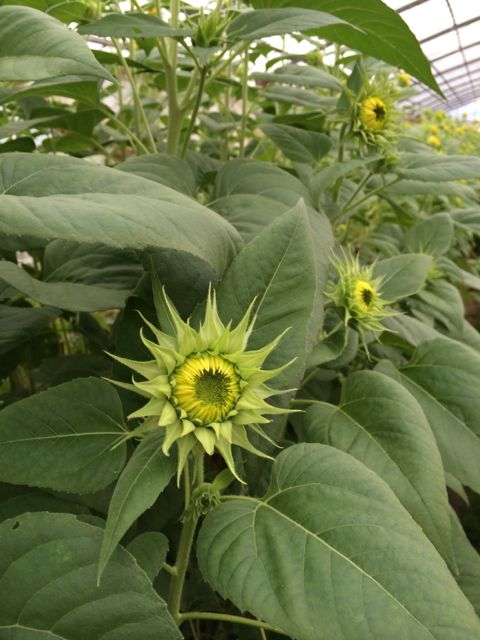 花ギフト|フラワーギフト|誕生日 花|カノシェ話題|スタンド花|ウエディングブーケ|花束|花屋|IMG_2141