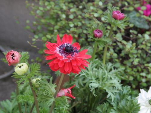 花ギフト｜フラワーギフト｜誕生日　花｜カノシェ話題｜スタンド花｜ウエディングブーケ｜花束｜花屋｜IMG_2793