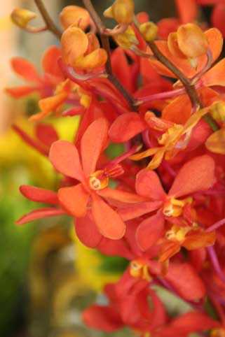 花ギフト|フラワーギフト|誕生日 花|カノシェ話題|スタンド花|ウエディングブーケ|花束|花屋|もから