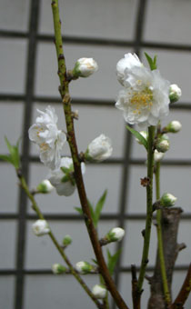 花ギフト｜フラワーギフト｜誕生日　花｜カノシェ話題｜スタンド花｜ウエディングブーケ｜花束｜花屋｜鉢桃