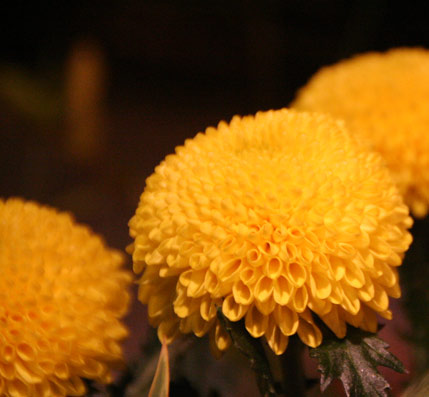 花ギフト｜フラワーギフト｜誕生日　花｜カノシェ話題｜スタンド花｜ウエディングブーケ｜花束｜花屋｜IMG_0179