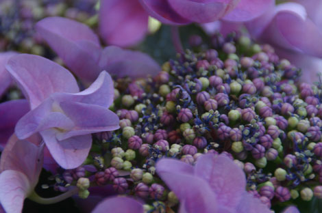 花ギフト｜フラワーギフト｜誕生日　花｜カノシェ話題｜スタンド花｜ウエディングブーケ｜花束｜花屋｜がくあじさい