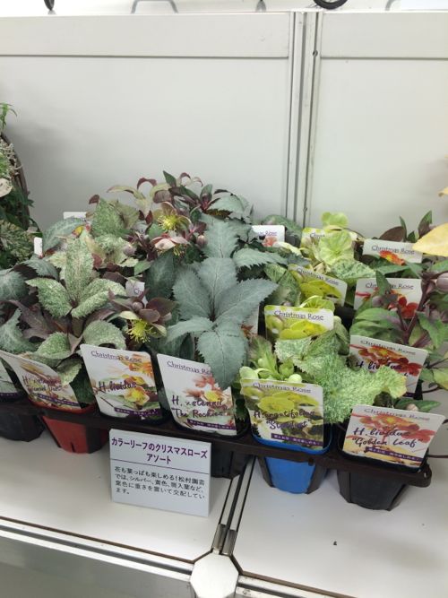 花ギフト|フラワーギフト|誕生日 花|カノシェ話題|スタンド花|ウエディングブーケ|花束|花屋|IMG_9517