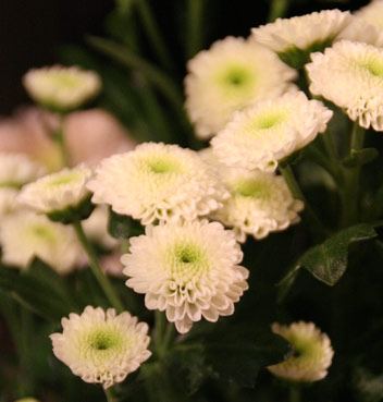 花ギフト|フラワーギフト|誕生日 花|カノシェ話題|スタンド花|ウエディングブーケ|花束|花屋|IMG_0113