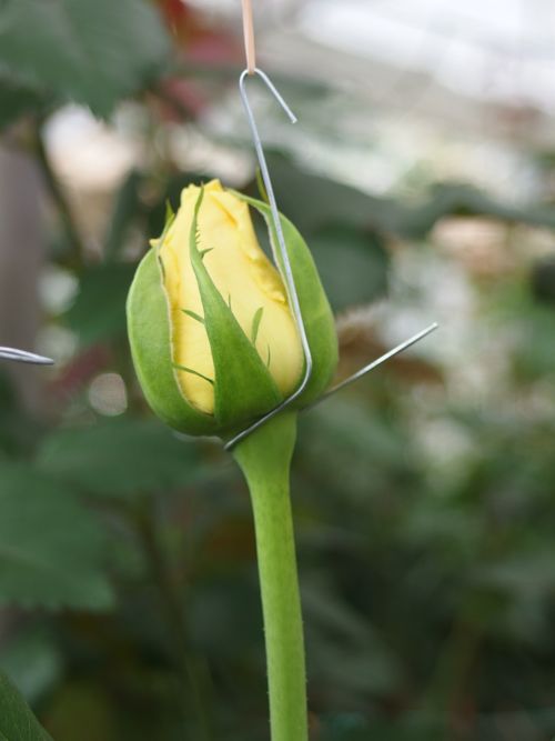 花ギフト|フラワーギフト|誕生日 花|カノシェ話題|スタンド花|ウエディングブーケ|花束|花屋|P6080008