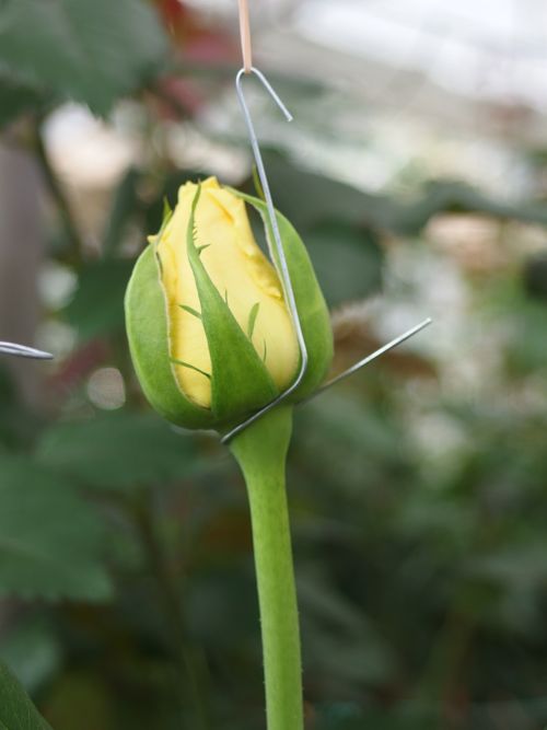 花ギフト｜フラワーギフト｜誕生日　花｜カノシェ話題｜スタンド花｜ウエディングブーケ｜花束｜花屋｜P6080008