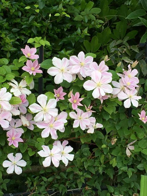 花ギフト｜フラワーギフト｜誕生日　花｜カノシェ話題｜スタンド花｜ウエディングブーケ｜花束｜花屋｜IMG_1619