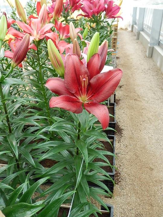 花ギフト|フラワーギフト|誕生日 花|カノシェ話題|スタンド花|ウエディングブーケ|花束|花屋|10492416_659012260852217_3768619611611793125_n