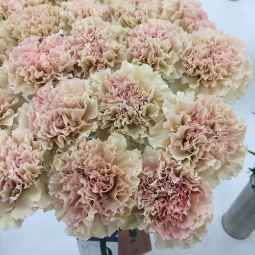 花ギフト|フラワーギフト|誕生日 花|カノシェ話題|スタンド花|ウエディングブーケ|花束|花屋|IMG_7087