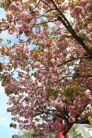 花ギフト｜フラワーギフト｜誕生日　花｜カノシェ話題｜スタンド花｜ウエディングブーケ｜花束｜花屋｜八重桜