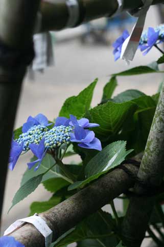 花ギフト｜フラワーギフト｜誕生日　花｜カノシェ話題｜スタンド花｜ウエディングブーケ｜花束｜花屋｜がく　うしろ