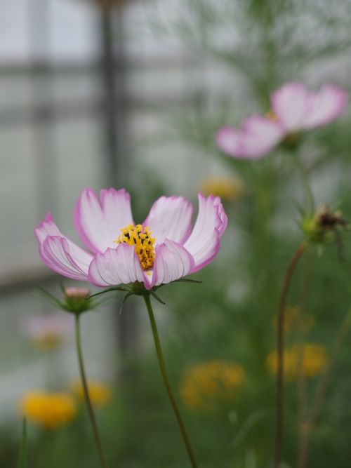 花ギフト｜フラワーギフト｜誕生日　花｜カノシェ話題｜スタンド花｜ウエディングブーケ｜花束｜花屋｜P8150175