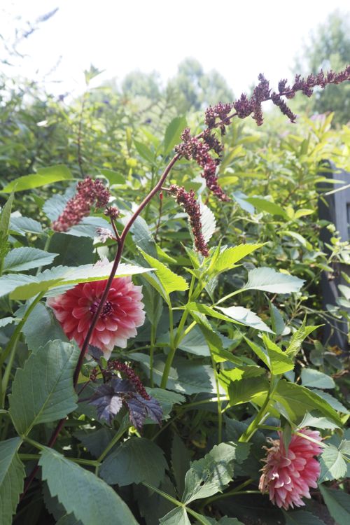 花ギフト｜フラワーギフト｜誕生日　花｜カノシェ話題｜スタンド花｜ウエディングブーケ｜花束｜花屋｜P8130088