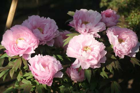 花ギフト｜フラワーギフト｜誕生日　花｜カノシェ話題｜スタンド花｜ウエディングブーケ｜花束｜花屋｜ぼたん並んで