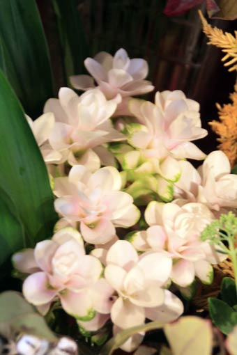 花ギフト|フラワーギフト|誕生日 花|カノシェ話題|スタンド花|ウエディングブーケ|花束|花屋|IMG_4302