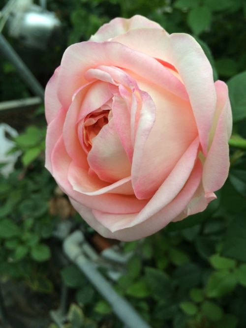 花ギフト|フラワーギフト|誕生日 花|カノシェ話題|スタンド花|ウエディングブーケ|花束|花屋|IMG_7873