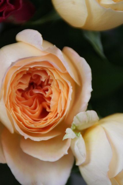 花ギフト|フラワーギフト|誕生日 花|カノシェ話題|スタンド花|ウエディングブーケ|花束|花屋|IMG_0215