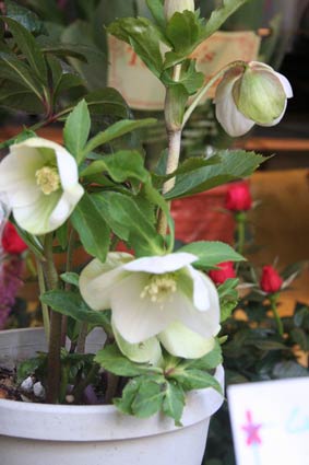 花ギフト|フラワーギフト|誕生日 花|カノシェ話題|スタンド花|ウエディングブーケ|花束|花屋|xmassiro
