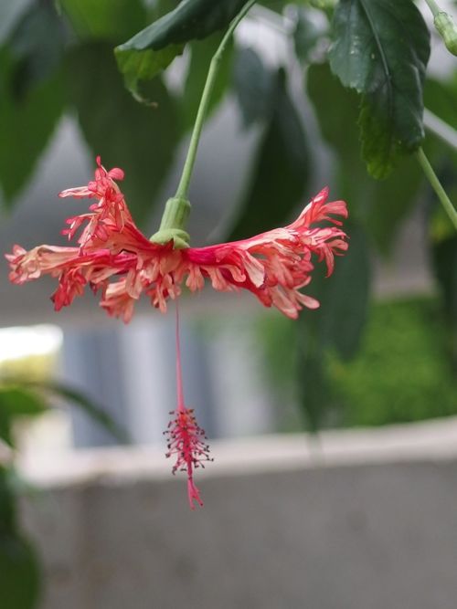 花ギフト｜フラワーギフト｜誕生日　花｜カノシェ話題｜スタンド花｜ウエディングブーケ｜花束｜花屋｜PB060154