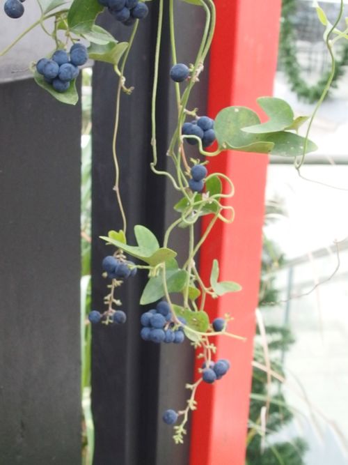 花ギフト｜フラワーギフト｜誕生日　花｜カノシェ話題｜スタンド花｜ウエディングブーケ｜花束｜花屋｜PB060170