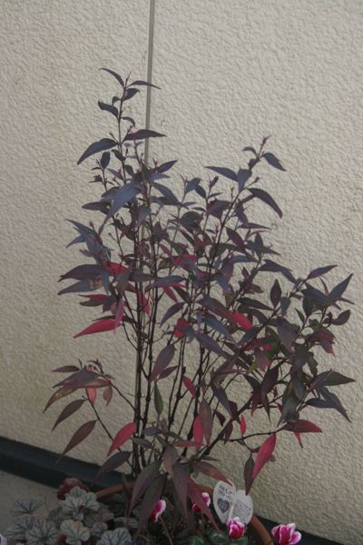 花ギフト|フラワーギフト|誕生日 花|カノシェ話題|スタンド花|ウエディングブーケ|花束|花屋|IMG_6597