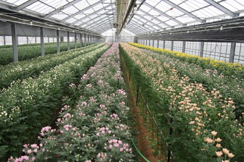 花ギフト|フラワーギフト|誕生日 花|カノシェ話題|スタンド花|ウエディングブーケ|花束|花屋|P1011354