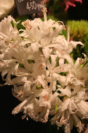 花ギフト|フラワーギフト|誕生日 花|カノシェ話題|スタンド花|ウエディングブーケ|花束|花屋|siro