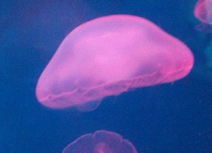 P7221144