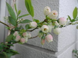 リべイル