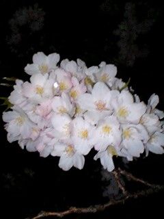 110409_2048_0001