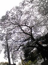 花見のために・・・