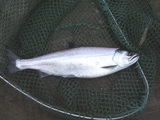 biwamasu0713
