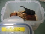 tusimamo