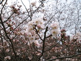 sakura