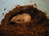 ÂÐÇϡ飱