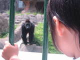 gorira