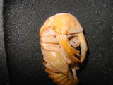 ¤Ê¤Ê¤á¤ª¤ª