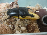 kuuno