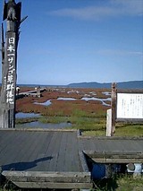 サンゴ草