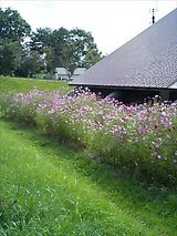 秋桜