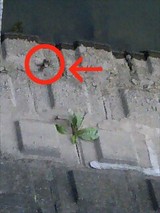 かに