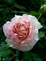 8a62f51c.jpg
