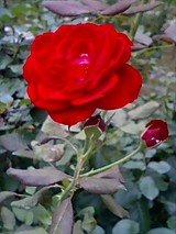 マリアンデール