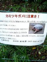 カミツキガメ注意
