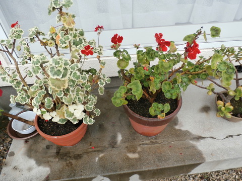 P7040023