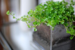 観葉植物 観葉植物