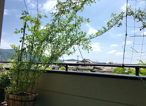nobara2