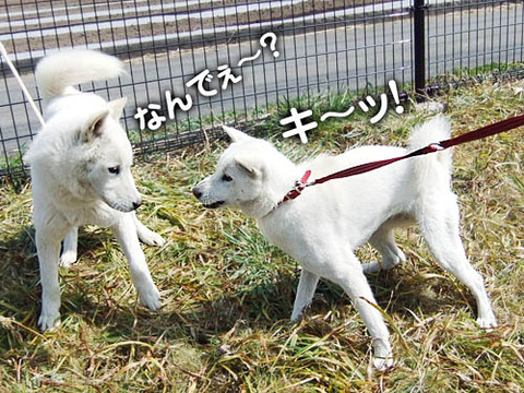 光成と風